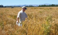 Growing SDSU wheat abroad