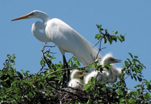 An adult great egret watches over three young in a nest. Great egrets were one of six species of colonial tree-nesting waterbirds studied in northeast South Dakota by Nathan Baker for his masterâ€™s degree in biology. Objectives of his study were to evaluate reproductive success of great egrets, black-crowned night herons, great blue herons, cattle egrets, snowy egrets, and double-crested cormorants, and to identify important habitat characteristics necessary for successful reproduction of colonial tree-nesting waterbirds in wetlands of northeast South Dakota. Baker is a wildlife biologist with the South Dakota Department of Game, Fish and Parks.