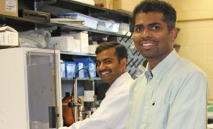 A recent invention by College of Pharmacy Associate Professor Omathanu Perumal, right, shown here in his lab with his graduate student, Satheesh Podaralla, who is one of the lead researchers on this project. It has developed into the start-up company Tranzderm Solutions, which is identifying new markets for nanoparticles that are derived from zein, a protein in corn. The company is among several in the South Dakota Innovations portfolio.