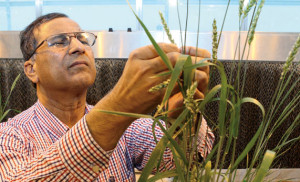 Small grains pathologist Shaukat Ali examines cultivars in the greenhouse at the Seeds Laboratory for signs of disease.