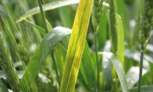 Yellowing of the leaves on Alice, a variety of hard white wheat, is a telltale sign of wheat streak mosaic, a virus that affects wheat in South Dakota.  