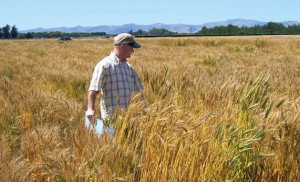 Spring wheat breeder Karl Glover surveys a crop of South Dakota wheat growing in the Arizona desert. This produces enormous heads but not all of them reach maturity.