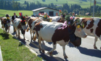 Finding dairy success in the Alps