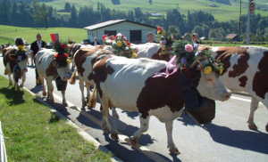 Living in Switzerland gives Sue Hawkins a chance to take in the many Swiss festivals, like the celebration of watching cows being taken up to the alpine pastures during the spring and summer and the herdâ€™s return from the mountains in the fall.