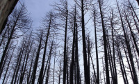 Wildfire management produces healthier forests