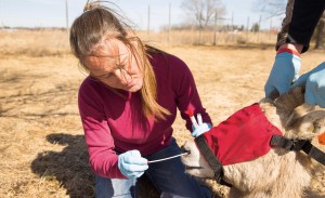 Swabbing the nasal passages provides doctoral student Brandi Felts with evidence of whether this ewe is shedding Mycoplasma ovipneumoniae. This ewe is among a group from Oregon and Washington that tests negative for mycoplasma.