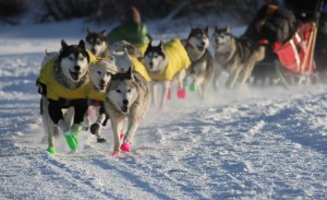 Sled dogs run in fluorescent booties.