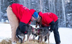 Vets check over a pair of sled dogs.