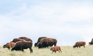 a field of bison