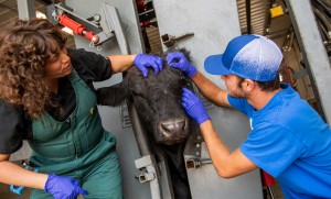 A student and a veterinarian examine a cow.