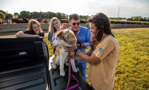 A veterinarian shows a group of students how to examine a dog.