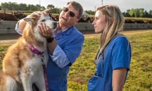 A veterinarian shows a student how to examine a dog's eye.