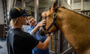 A veterinarian shows a student how to examine the eye of a horse.