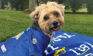 A small dog wearing an SDSU football jersey sits and almost smiles for the camera.