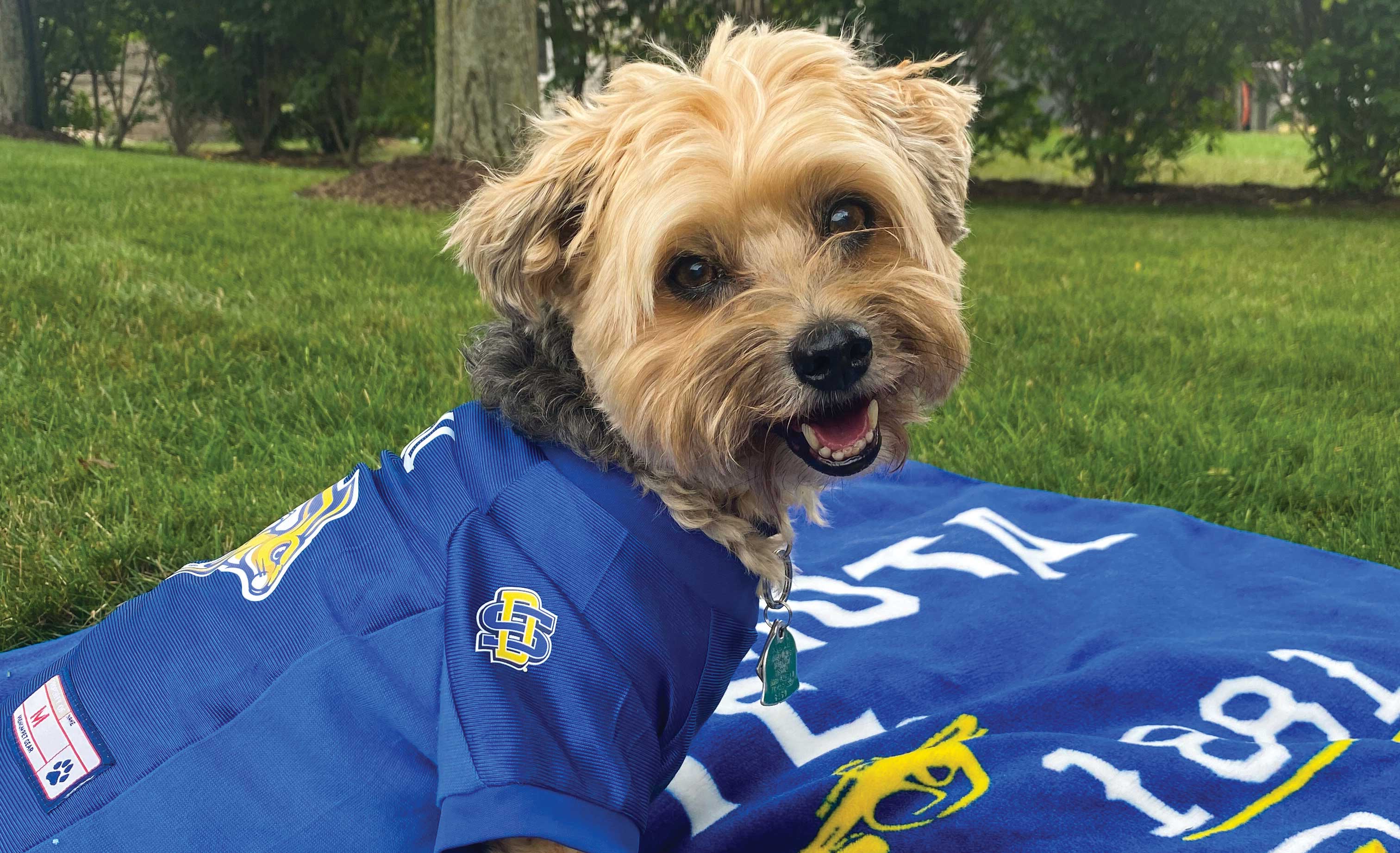 Dog, Dog Rams Jersey