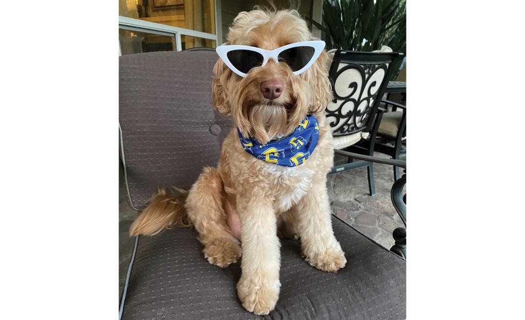 A tan dog wears white sunglasses and an SDSU bandana.