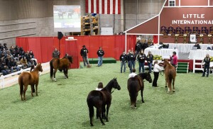 Students stand with horses in a show ring.