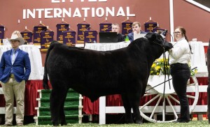A girl shows a large black bull.