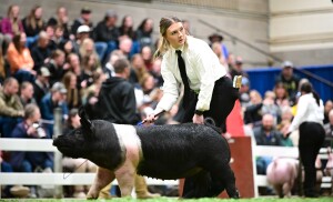A girl wearing a white shirt shows a black and pink pig.